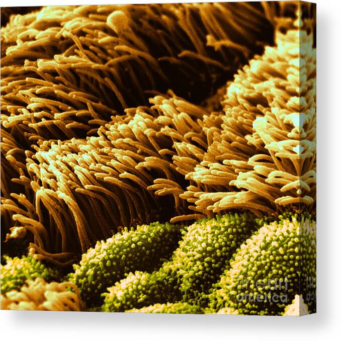 Science Canvas Print featuring the photograph Cilia In Lung, Sem #2 by David M. Phillips