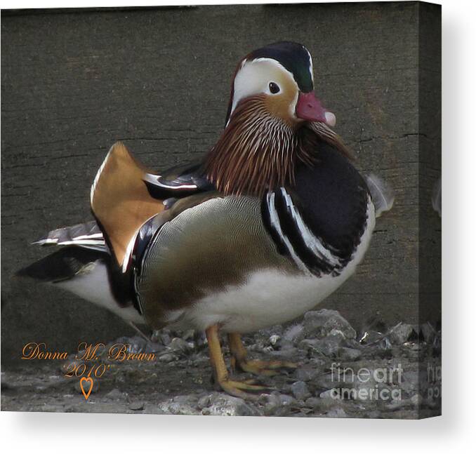 Duck Canvas Print featuring the photograph Mandarin Duck #2 by Donna Brown