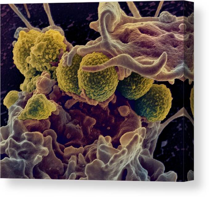 Mrsa Canvas Print featuring the photograph Mrsa Ingestion By White Blood Cell by Ami Images
