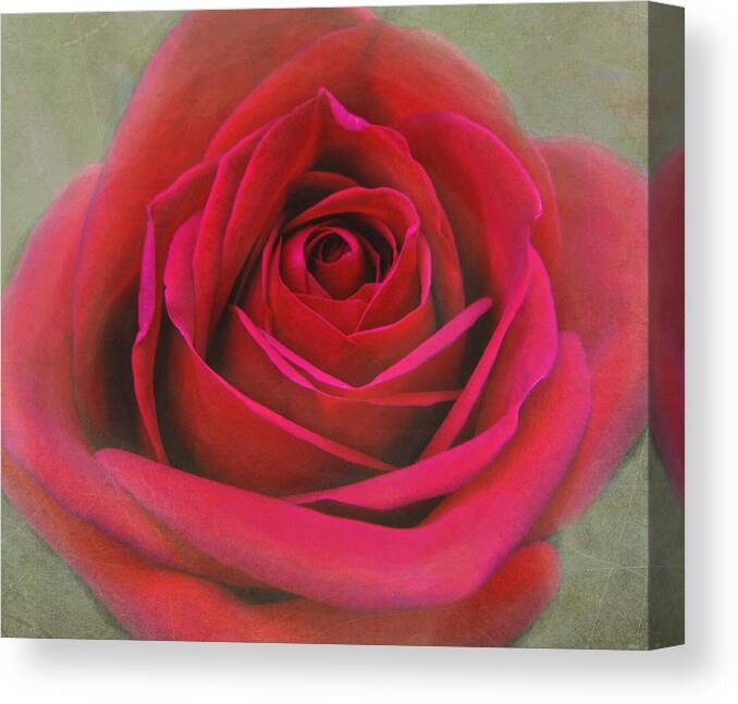 Rose Canvas Print featuring the photograph Red Rose Macro #2 by Sandi OReilly
