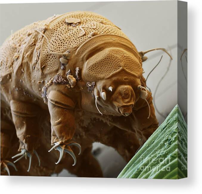 Water Bear Canvas Print featuring the photograph Water Bear #2 by Eye of Science and Science Source