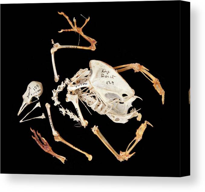 Anatomy Canvas Print featuring the photograph Charles Darwin's Pigeons #3 by Natural History Museum, London