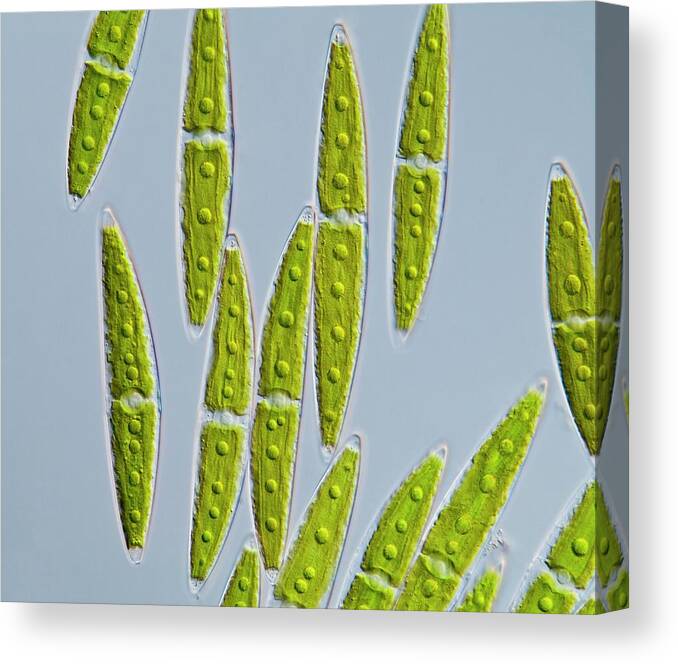 Algae Canvas Print featuring the photograph Green Algae #4 by Gerd Guenther/science Photo Library