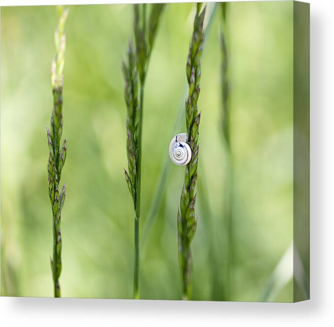 Snail Canvas Print featuring the photograph Snail on Grass #4 by Nailia Schwarz
