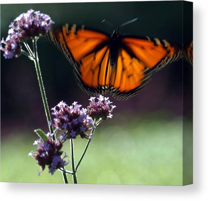 Butterfly Canvas Print featuring the photograph Butterfly #6 by Yue Wang
