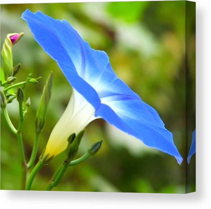 Flower Canvas Print featuring the photograph A Glimpse of His Glory by Kathleen Luther