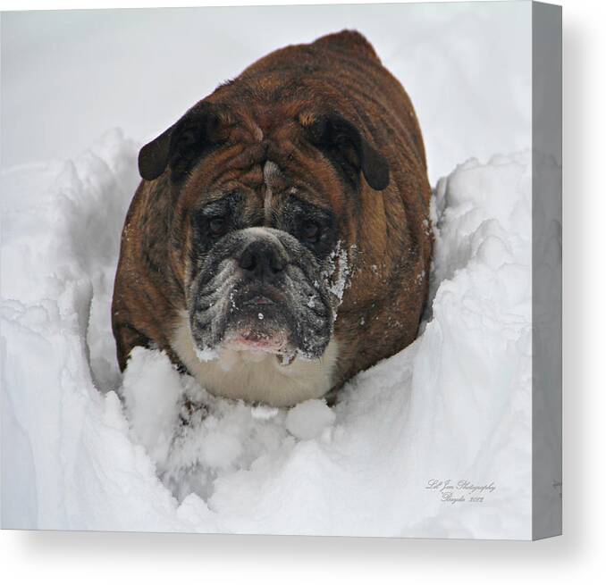 Bulldog Canvas Print featuring the photograph A Look Of Concern by Jeanette C Landstrom