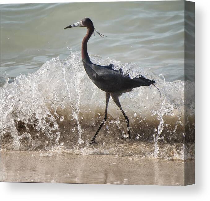 Jamaica Canvas Print featuring the photograph A Morning Stroll Interrupted by Gary Slawsky