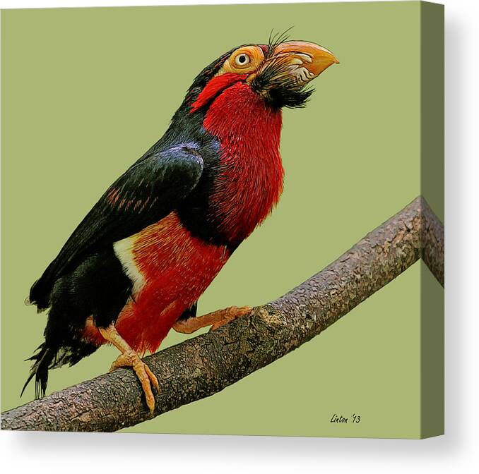 African Bearded Barbet Canvas Print featuring the digital art African Bearded Barbet 3 by Larry Linton