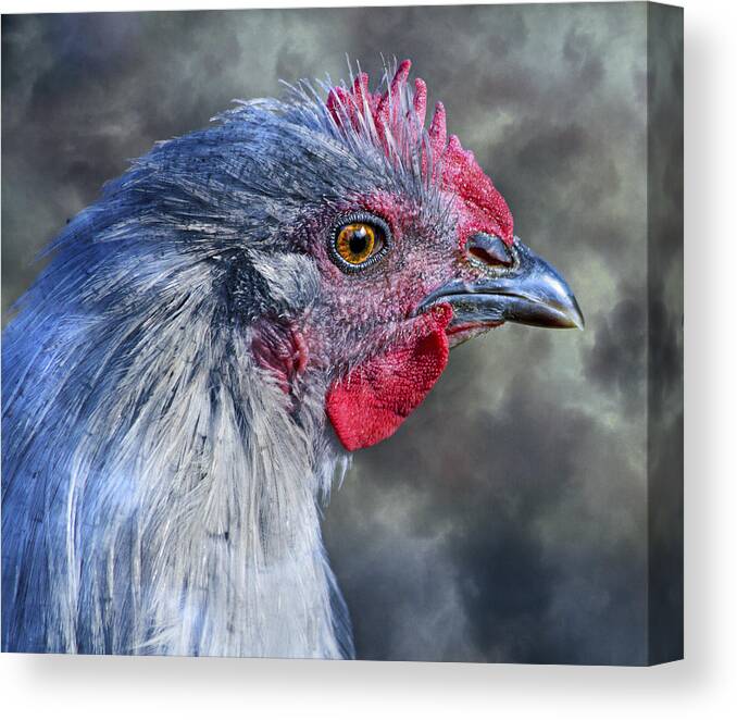 Chicken Canvas Print featuring the photograph Alpha by Betsy Knapp