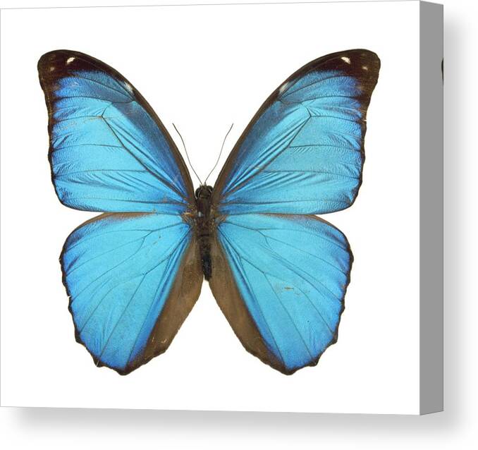 Amazon Canvas Print featuring the photograph Amazonian butterfly by Science Photo Library