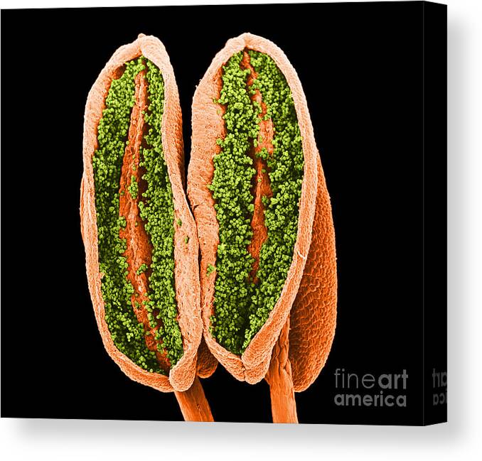 Science Canvas Print featuring the photograph Anthers Forsythia Sem by Biophoto Associates
