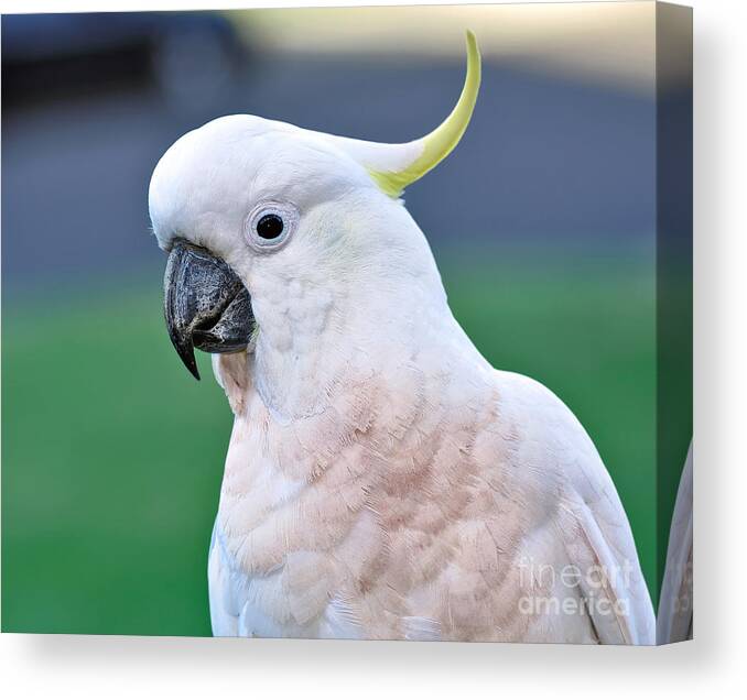 Photography Canvas Print featuring the photograph Australian Birds - Cockatoo by Kaye Menner