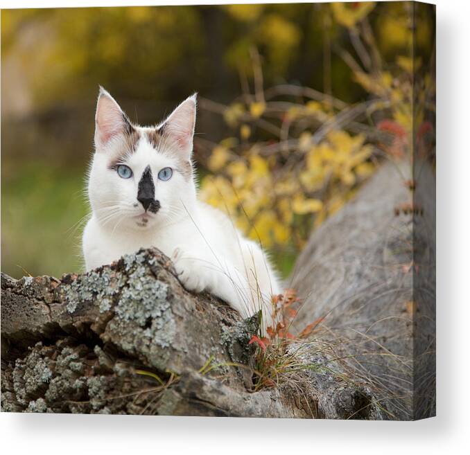 Autumn Canvas Print featuring the photograph Autumn Cat by Theresa Tahara