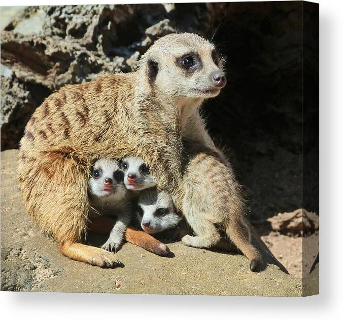 Meerkat Canvas Print featuring the photograph Baby Meerkats View The world by Margaret Saheed