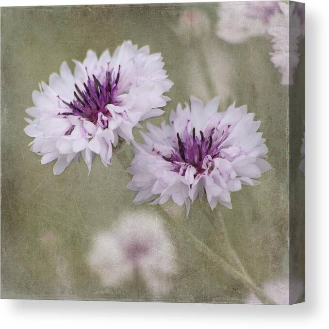 Flower Canvas Print featuring the photograph Bachelor Buttons - Flowers by Kim Hojnacki