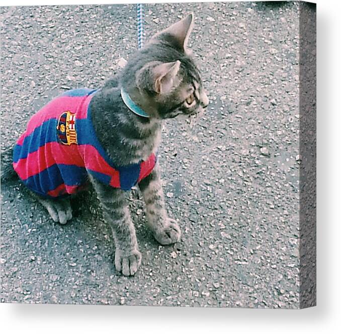 Awesome Cat Canvas Print featuring the photograph Barca's Feline Fan by Theano Exadaktylou