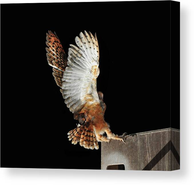 Animal Themes Canvas Print featuring the photograph Barn Owl by Bill Gracey
