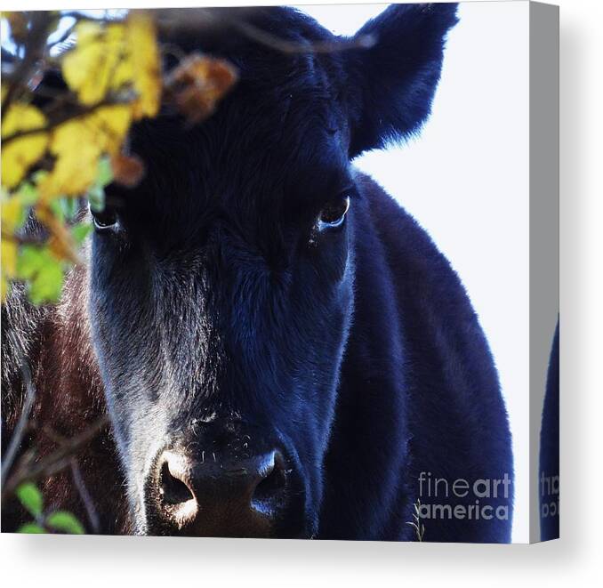 Cow Pictures Canvas Print featuring the photograph Beauty in the Woods by J L Zarek