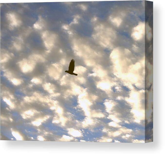 Bird Canvas Print featuring the photograph Bird Across Macerel Clouded Sky by Jay Milo