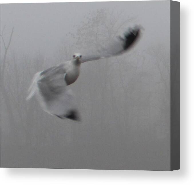 Gull Canvas Print featuring the photograph Bird in Flight by Denise Cicchella