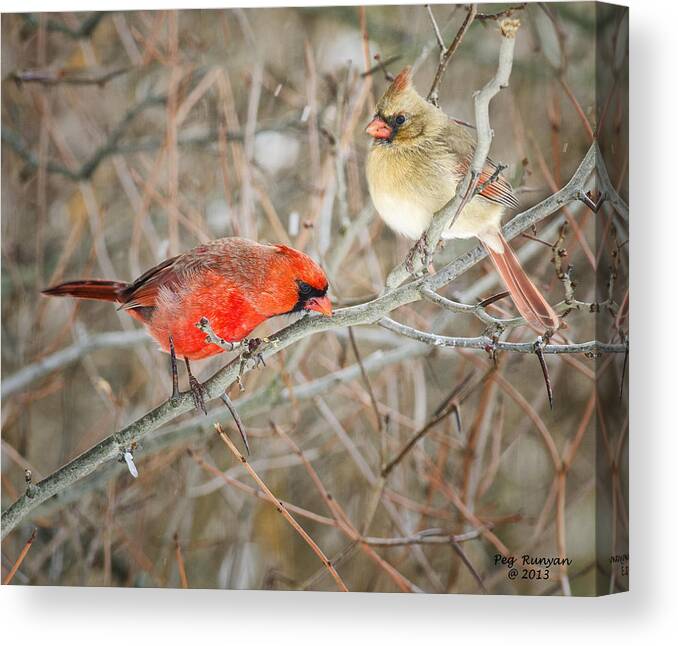 Cardinals Canvas Print featuring the photograph Birds of a Feather by Peg Runyan