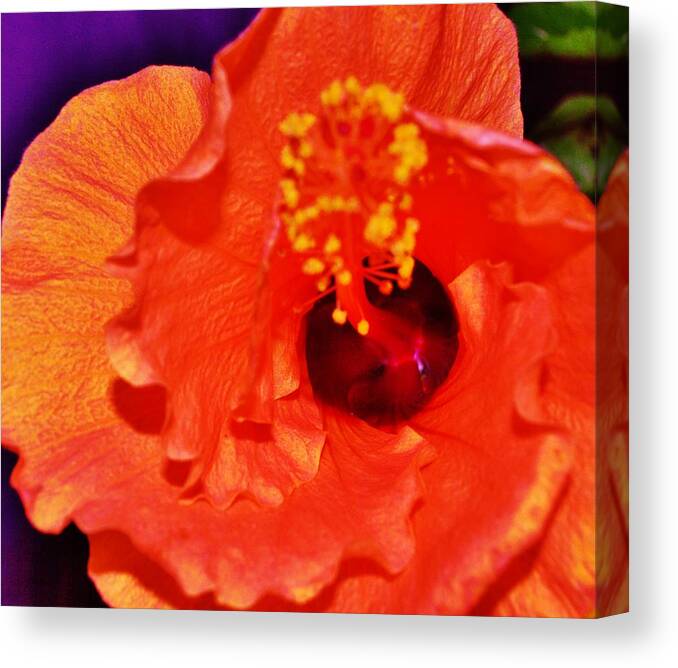 Hibiscus Canvas Print featuring the photograph Blooming by Sharon Ackley