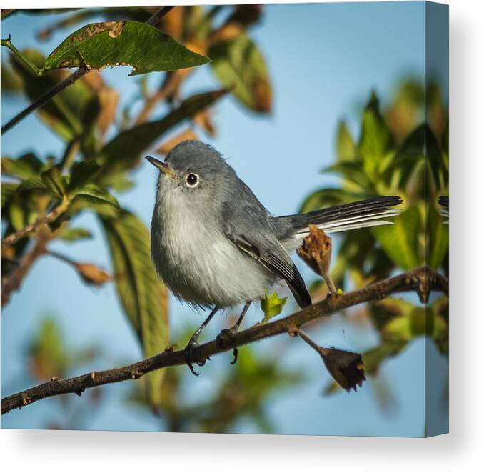 Bird Canvas Print featuring the photograph Blue-gray Gnatcatcher by Jane Luxton