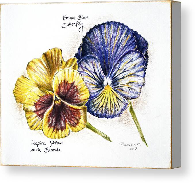 Blue Canvas Print featuring the drawing Blue Yellow Pansies by Katharina Bruenen