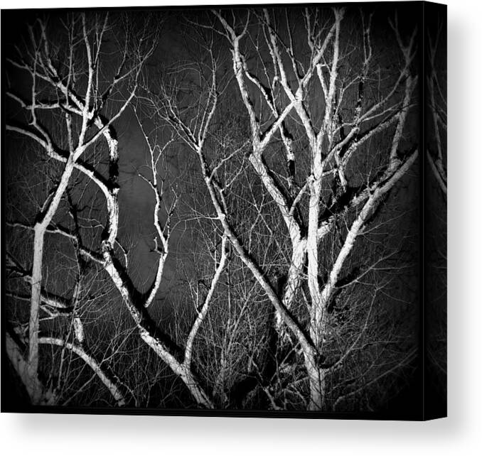 Branching Out Canvas Print featuring the photograph Branching Out by Kimberly Woyak