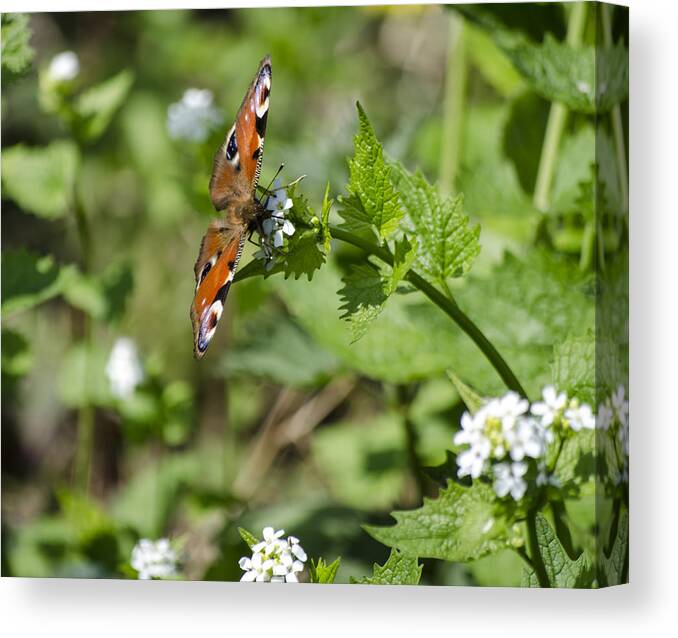 Butterfly Canvas Print featuring the photograph Butterfly by Spikey Mouse Photography