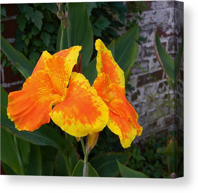 Canna Lily On Brick 2 Canvas Print featuring the photograph Canna Lily on Brick 2 by Warren Thompson