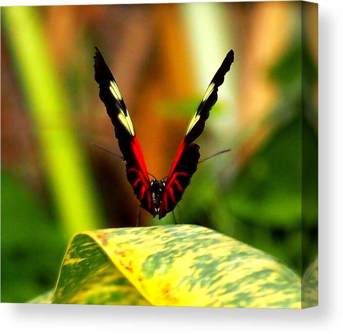 Nature Canvas Print featuring the photograph Cattleheart Butterfly by Amy McDaniel