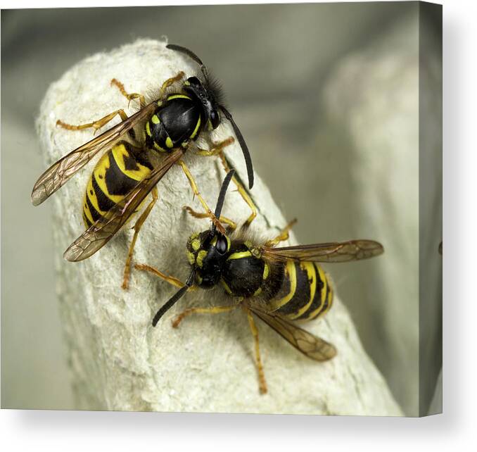 Insect Canvas Print featuring the photograph Common Wasps by Nigel Downer
