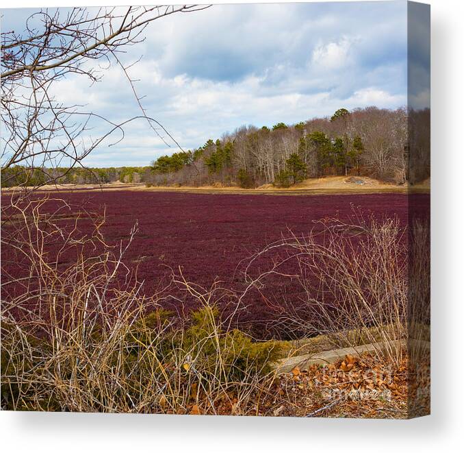 Cranberry Fields Forever Canvas Print featuring the photograph Cranberry Fields Forever by Michelle Constantine