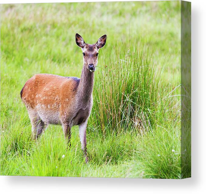 Grass Canvas Print featuring the photograph Deer In High Grass Chewing Grasses by Maciej Frolow