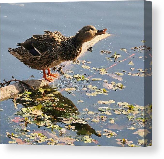 Cathy Donohoue Canvas Print featuring the photograph Duck Bath by Cathy Donohoue