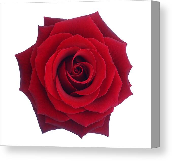 White Background Canvas Print featuring the photograph Entire deep red rose in close-up. by Rosemary Calvert