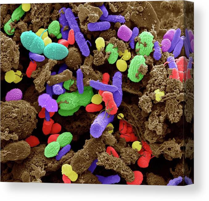 Bacillus Canvas Print featuring the photograph Faecal Bacteria by Steve Gschmeissner