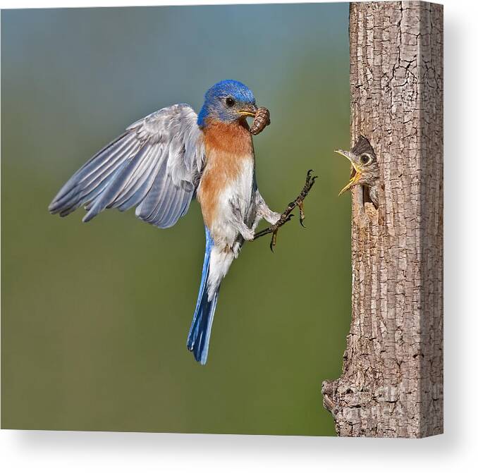 Eastern Bluebird Canvas Print featuring the photograph Feed me Daddy by Susan Candelario