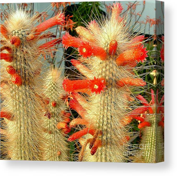 Scarlet Bugler Canvas Print featuring the photograph Firecracker Cactus by Marilyn Smith