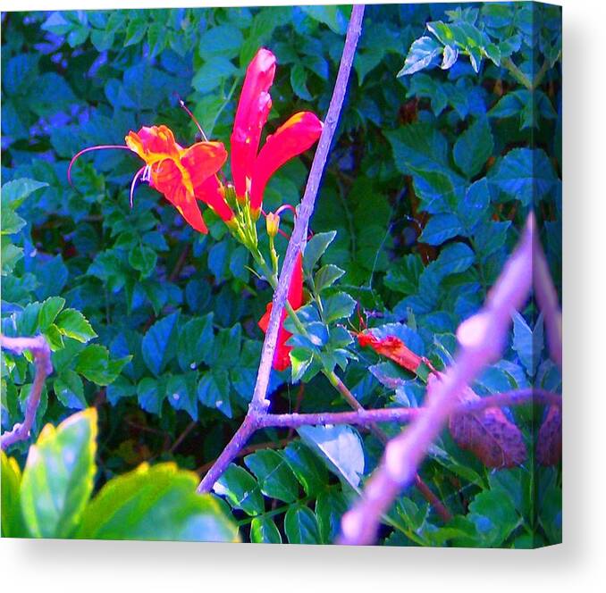 Florals Canvas Print featuring the photograph Floral 5 by Dan Twyman