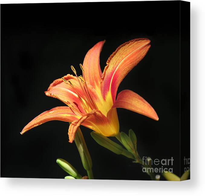 Lily Canvas Print featuring the photograph Flower on black background by Jelena Jovanovic