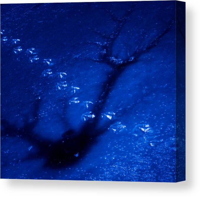 2014 Canvas Print featuring the photograph Footprints on Ice by George Harth