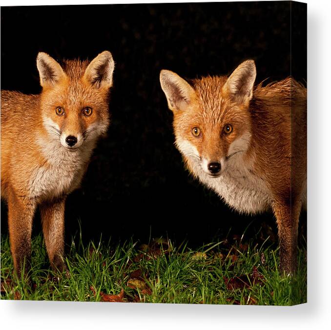 Grass Canvas Print featuring the photograph Fox Cubs by S.mcgrath