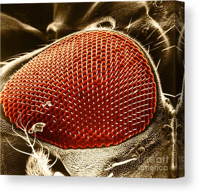 Fruitfly Canvas Print featuring the photograph Fruit Fly Eye SEM by Omikron