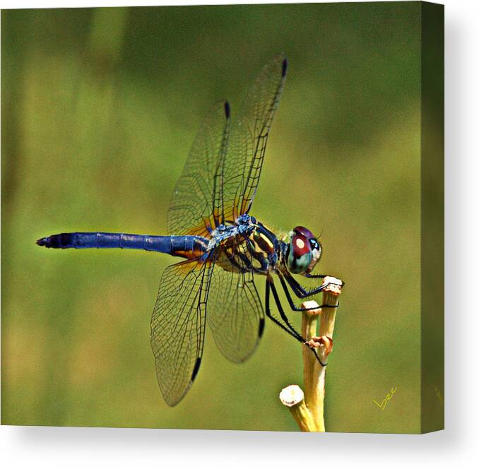 Insect Canvas Print featuring the photograph Hanging On by Bruce Carpenter