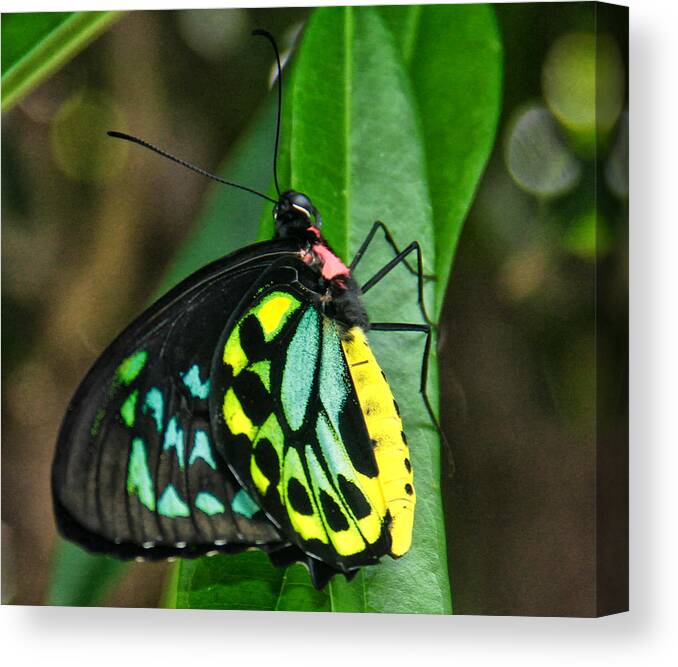 Butterfly Canvas Print featuring the photograph Hello There by Rosemary Aubut