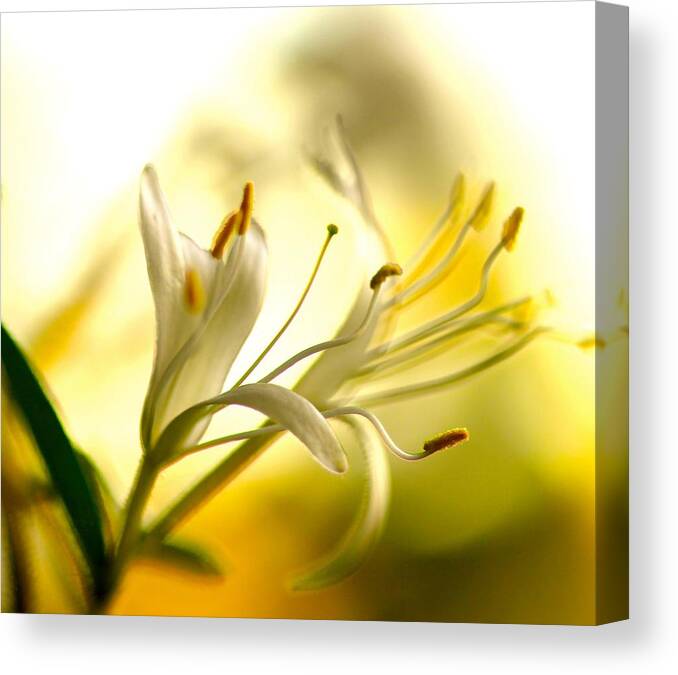 Honeysuckle Canvas Print featuring the photograph Honeysuckle by Tracy Male