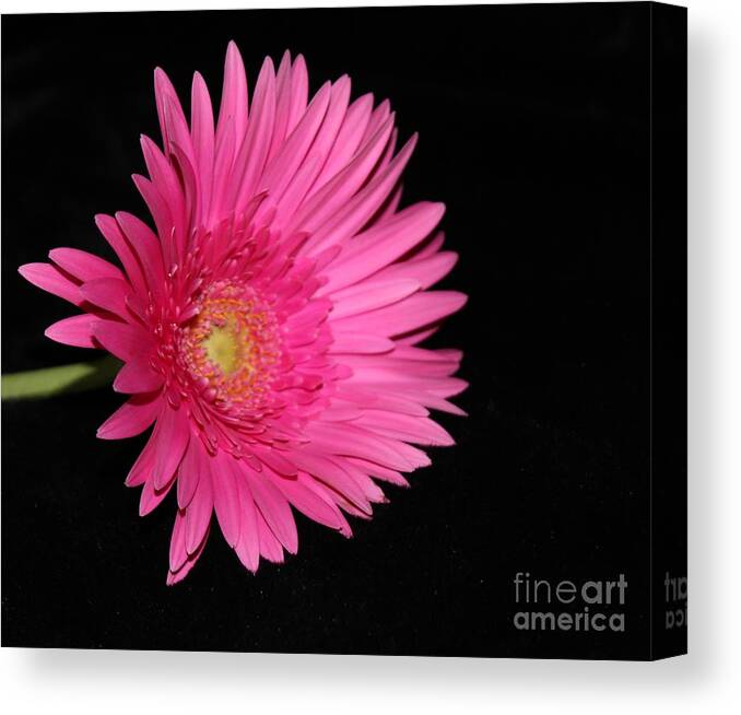 Flower Canvas Print featuring the photograph Hot Pink by Margaret Hamilton